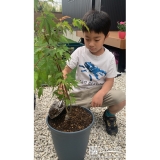 記念植樹の様子①