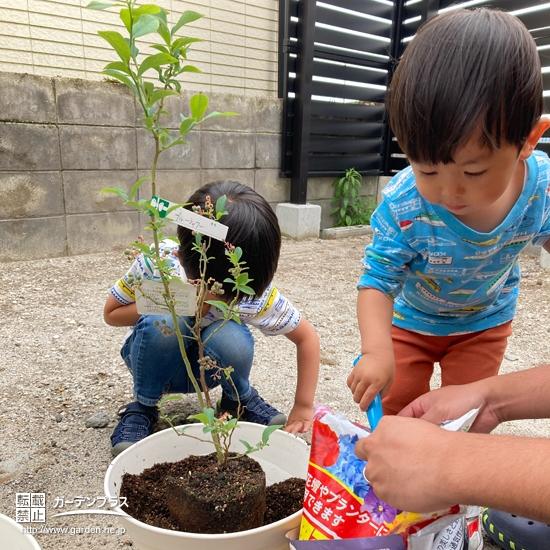 ブルーベリー植樹の様子