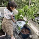 ジューンベリー植樹の様子