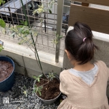 オリーブ植樹の様子