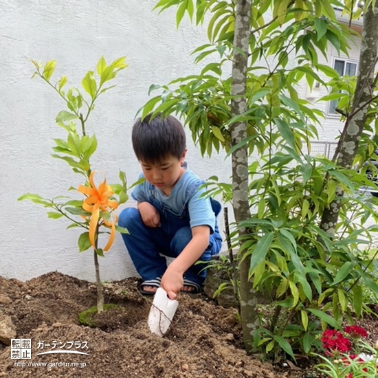 レモン植樹の様子②