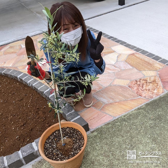 オリーブ植樹の様子②