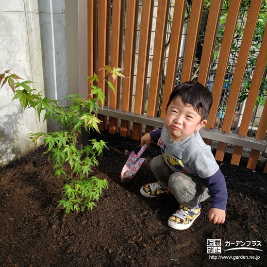 もみじ（カエデ）植樹の様子