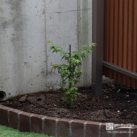 もみじ（カエデ）植樹後の様子