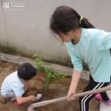 もみじ（カエデ）植樹の様子