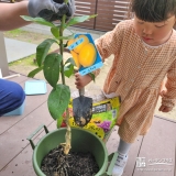 レモン植樹の様子