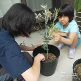 記念植樹の様子②