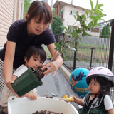 神奈川県柏市もみじ（カエデ）と四季咲きモクセイの植樹風景