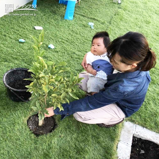 キンカン植樹の様子