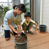 千葉県市川市もみじ（カエデ）とオリーブの植樹風景