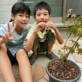 千葉県市川市もみじ（カエデ）とオリーブの植樹風景