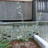 千葉県市川市もみじ（カエデ）とオリーブの植樹風景