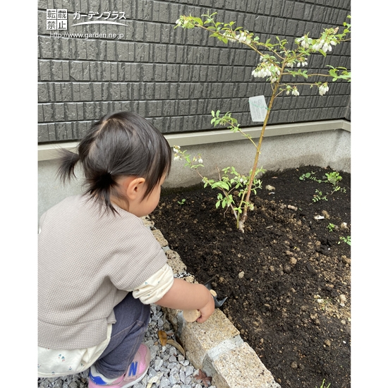 ブルーベリー植樹の様子