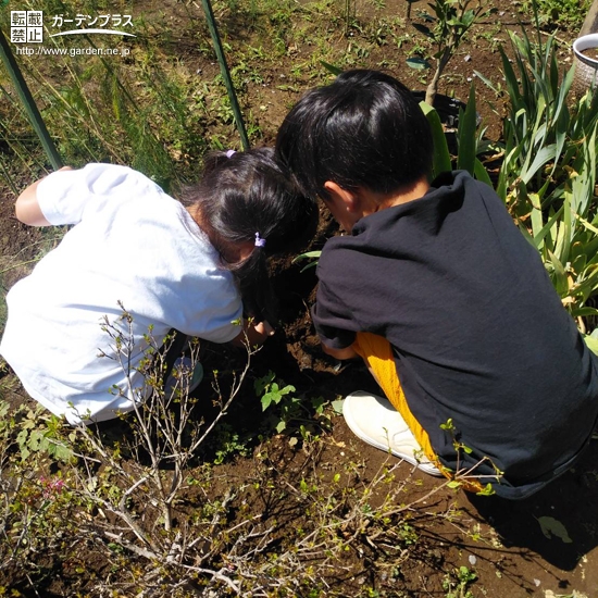 温州ミカン植樹中の様子