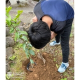 レモン植樹中の様子①