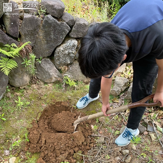 レモン植樹中の様子②