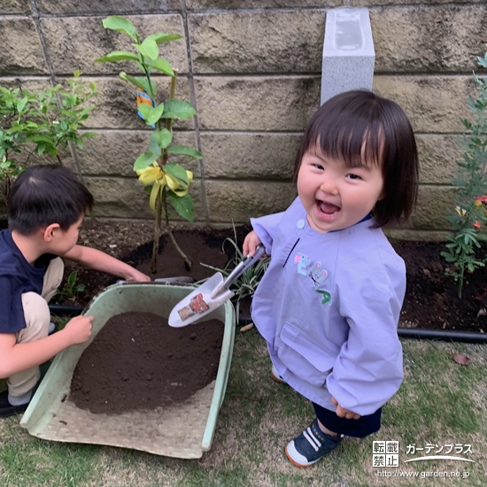 レモン植樹中の様子