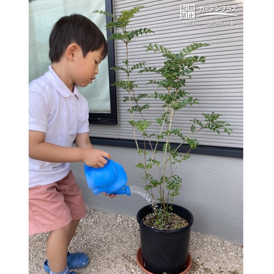 鉢植えのシマトネリコにお水をあげている様子