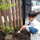 ナンテン植樹中の様子