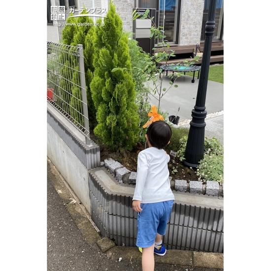 ジューンベリー植樹中の様子②