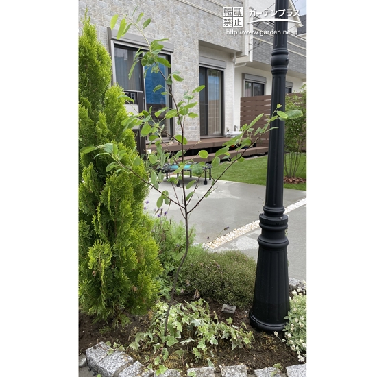 植樹後のジューンベリーの記念写真