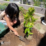 植樹後の記念樹と記念撮影①