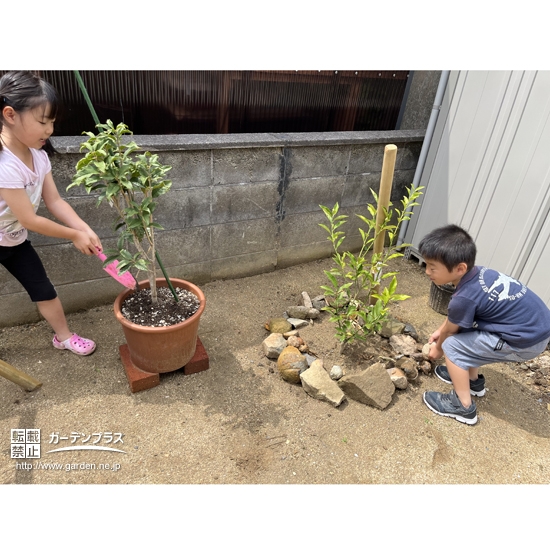 記念樹植樹中の様子