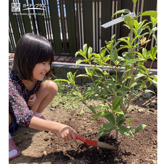 記念樹植樹中の様子①