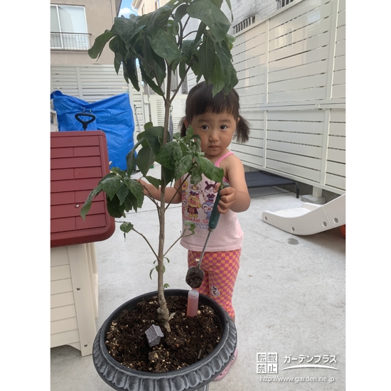 記念樹植樹中の様子