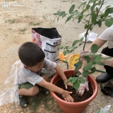 ジューンベリー植樹中の様子