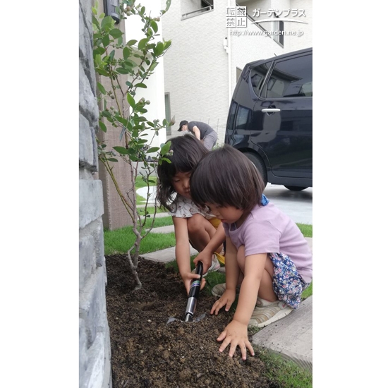 ブルーベリー植樹中の様子②