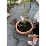 植樹後のミモザと記念撮影