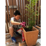 シマトネリコ植樹中の様子