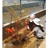 ナンテン植樹中の様子