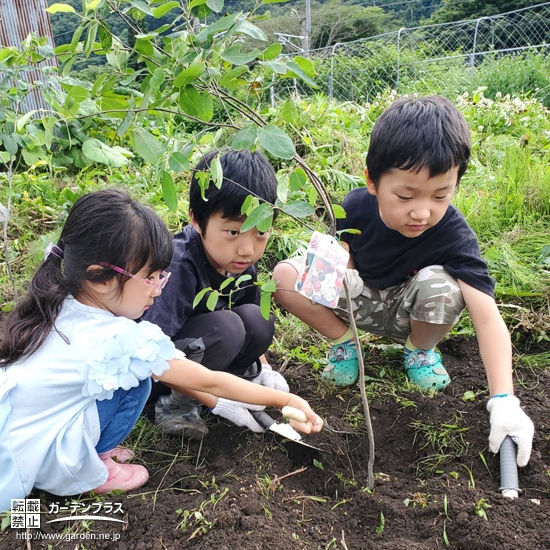 ジューンベリー植樹中の様子①