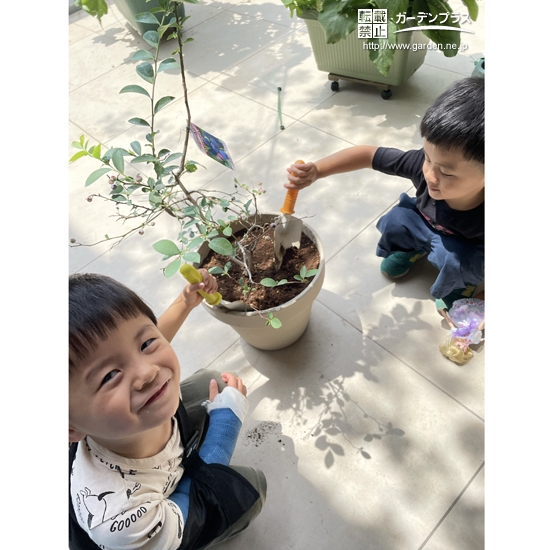 ブルーベリーを鉢に植樹中の様子①