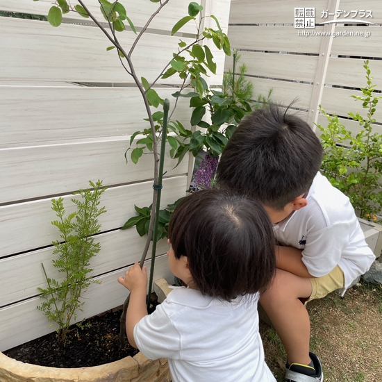 記念樹植樹中の様子