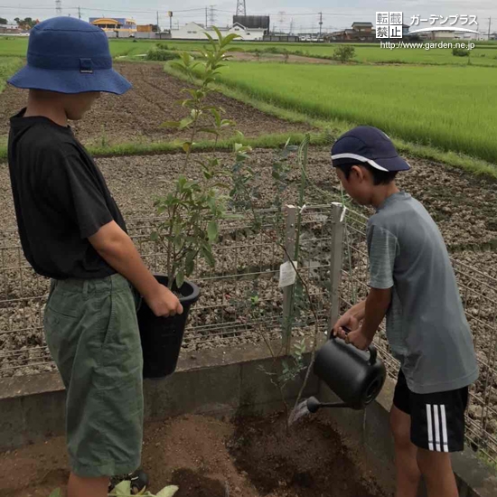 記念植樹の様子