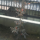 東京都板橋区紅葉トキワマンサクとオリーブの植樹風景