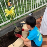 ミカン植樹の様子③