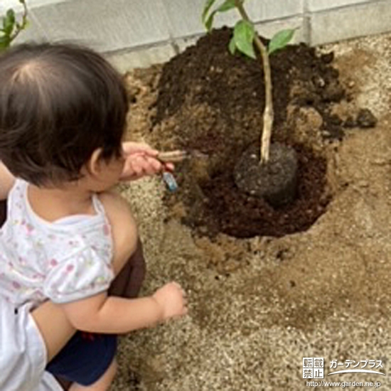 記念植樹の様子③