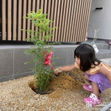 シマトネリコ植樹の様子