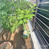 植樹したレモン
