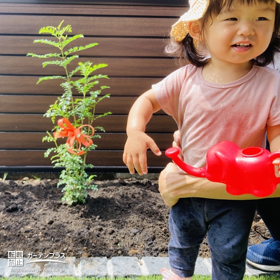 シマトネリコ植樹の様子