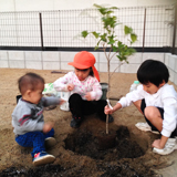 広島県府中市ジューンベリーとキンモクセイとセイヨウニンジンボクの植樹風景