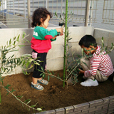 兵庫県西宮市オリーブの植樹風景