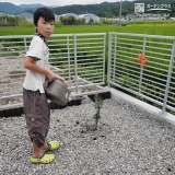 植樹後のオリーブにお水をあげている様子