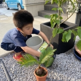 ソテツとレモン植樹の様子