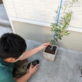 オリーブ植樹の様子②