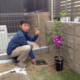 兵庫県西宮市四季咲きモクセイの植樹風景